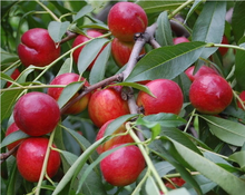 油桃施用有机肥的技术