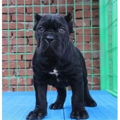 繁殖基地出售赛级品相卡斯罗幼犬,保健康包纯种签质保