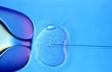 中国科学家打开人类胚胎“基因表达”的认知大门