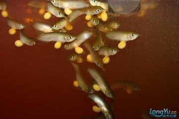 这样就容易堆积脂肪 水族资讯 这样就容易堆积脂肪 水族资讯