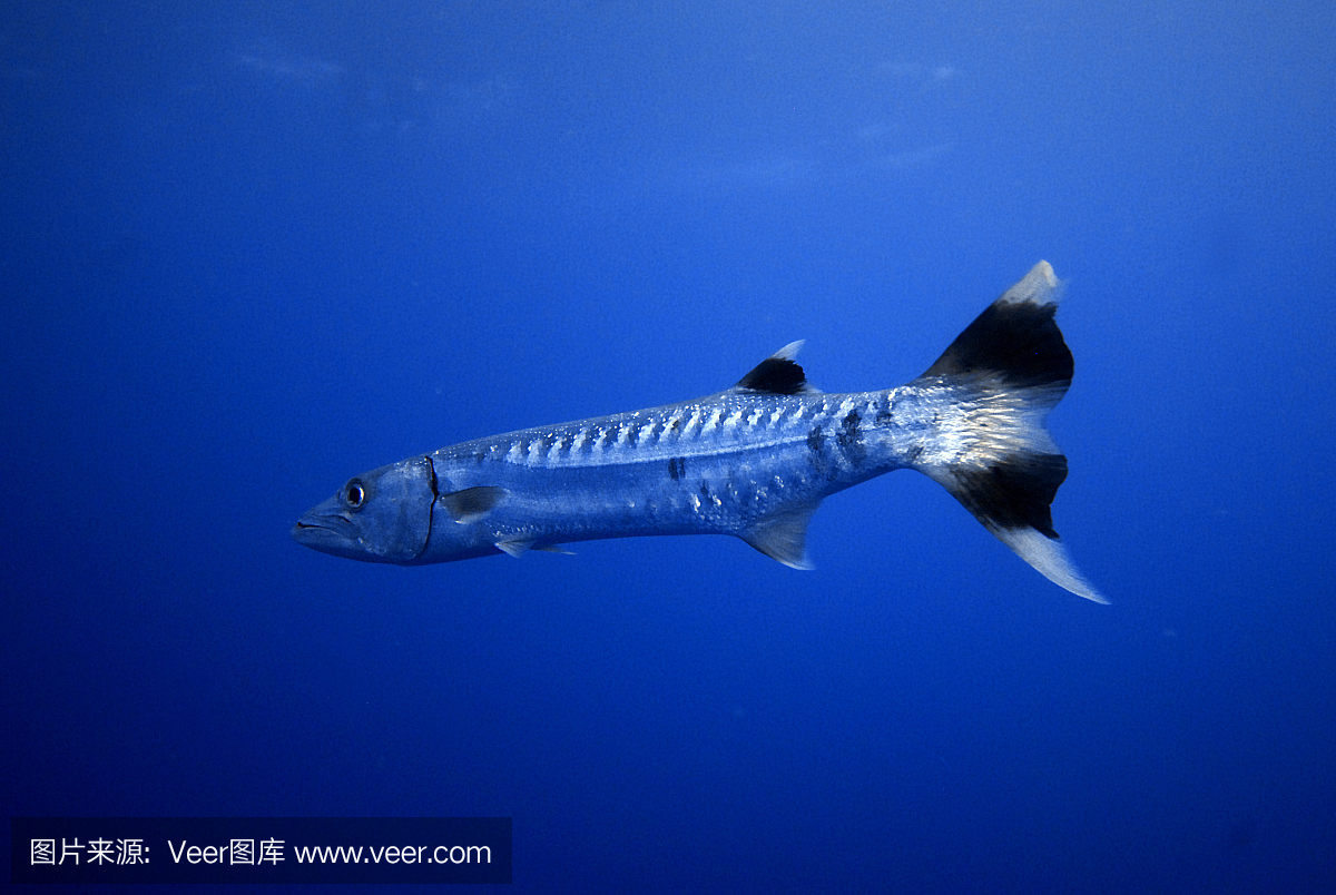 黑鳍梭鱼,康氏黑马鲛,黑杖鱼,梭鱼类