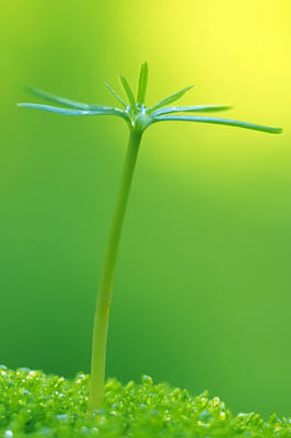 美女动态壁纸|护眼壁纸高清桌面|高清护眼翠竹-189kb