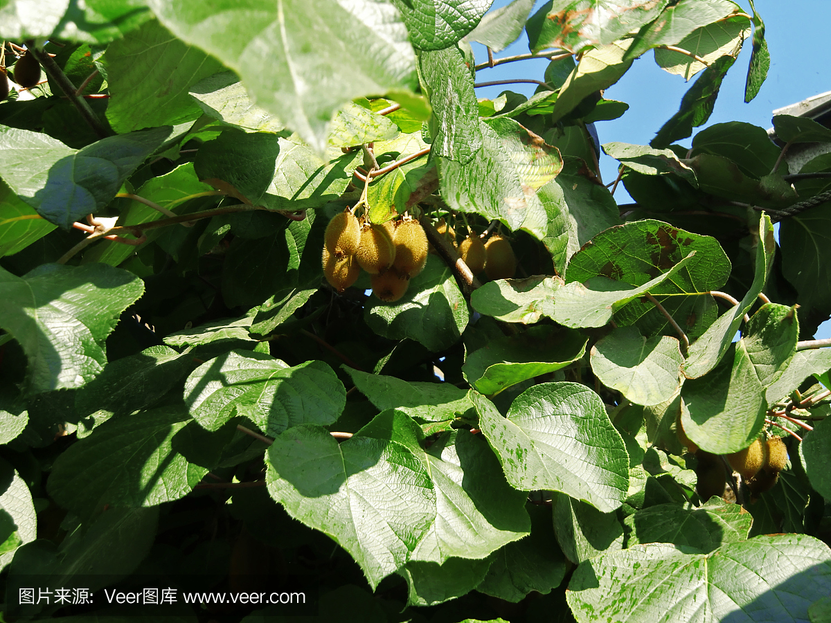 新鲜的猕猴桃果实生长在树上