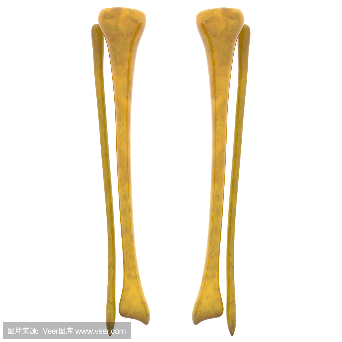 人骨骼胫骨和腓骨骨