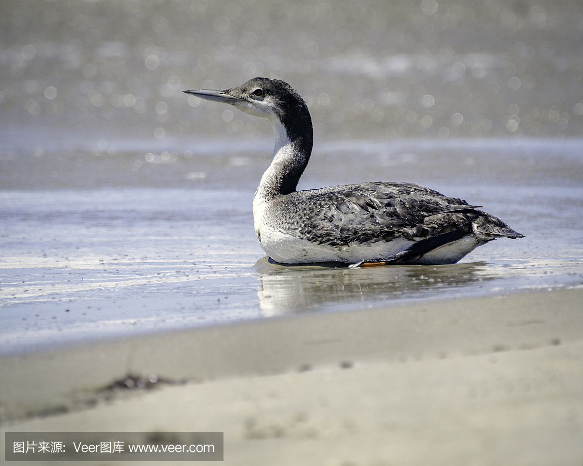 普通的懒人(Gavia immer),Goleta,CA.