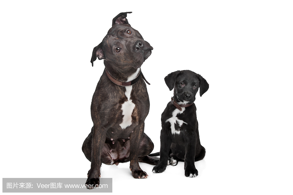 大丹狗,大丹,丹麦种大狗,大丹犬狗