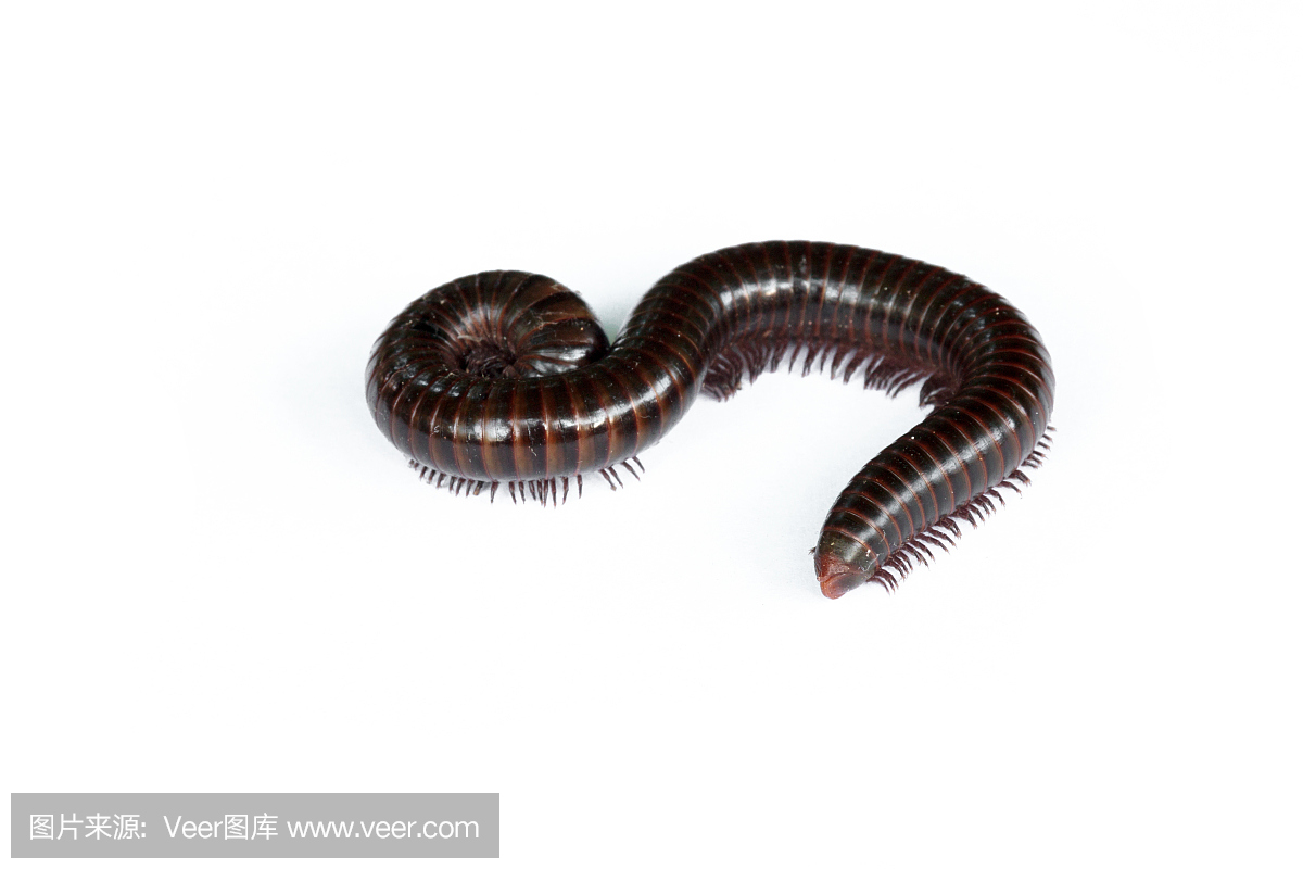 白色背景上的选择性焦点千足虫。