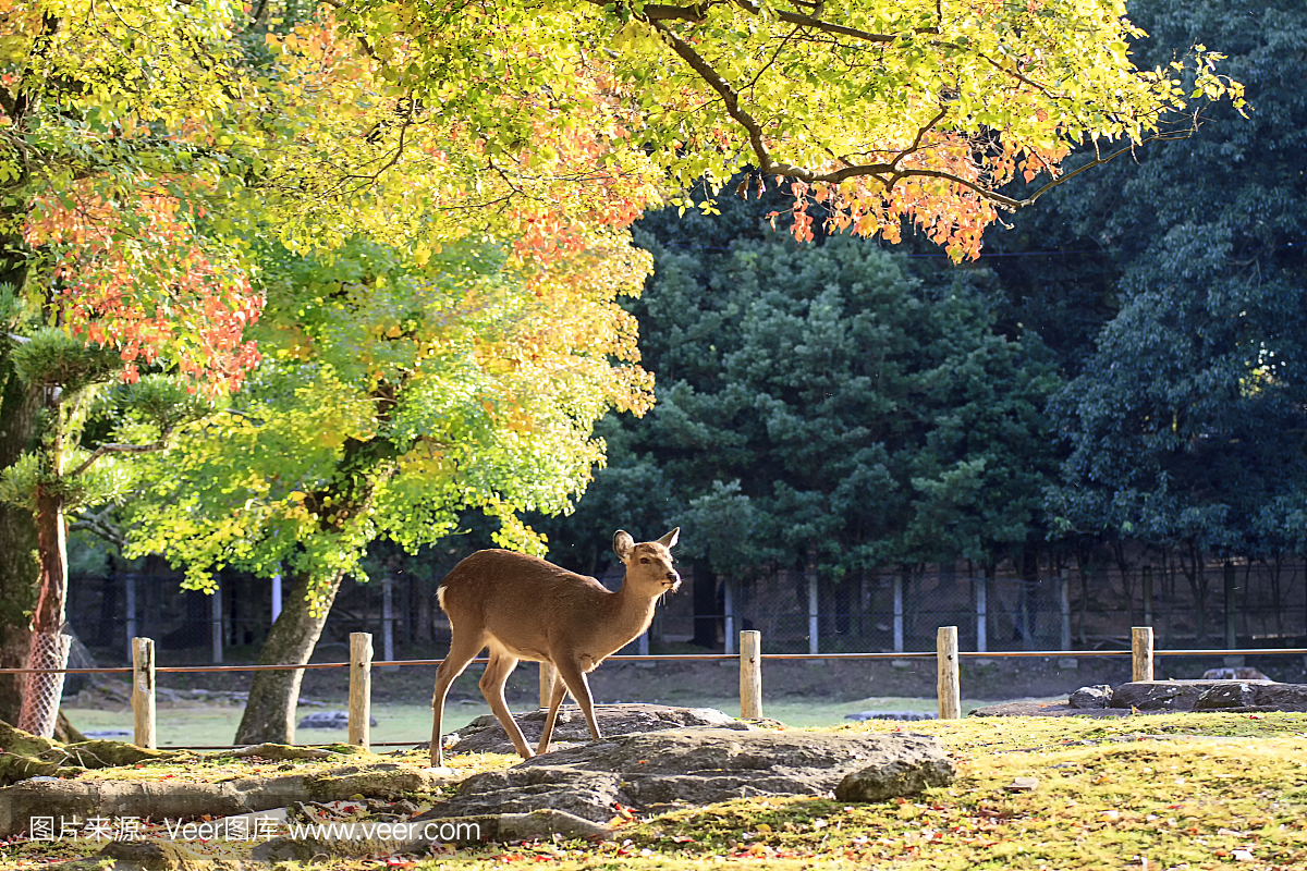 鹿在日本奈良,秋天