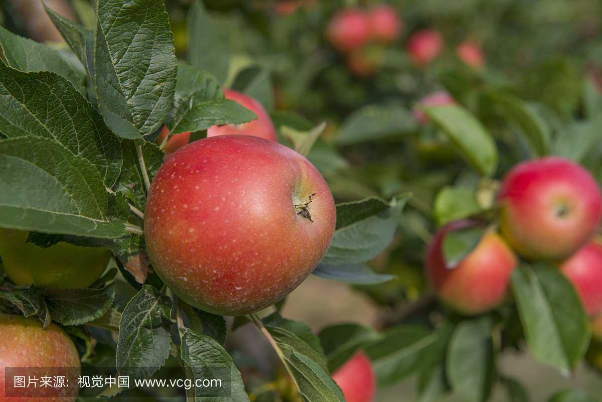 户外,探索苹果节目,多汁的,特写
