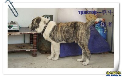 出售爱犬 трактор铁牛 明码 高加索 出售爱犬 трактор铁牛 明码 高加索