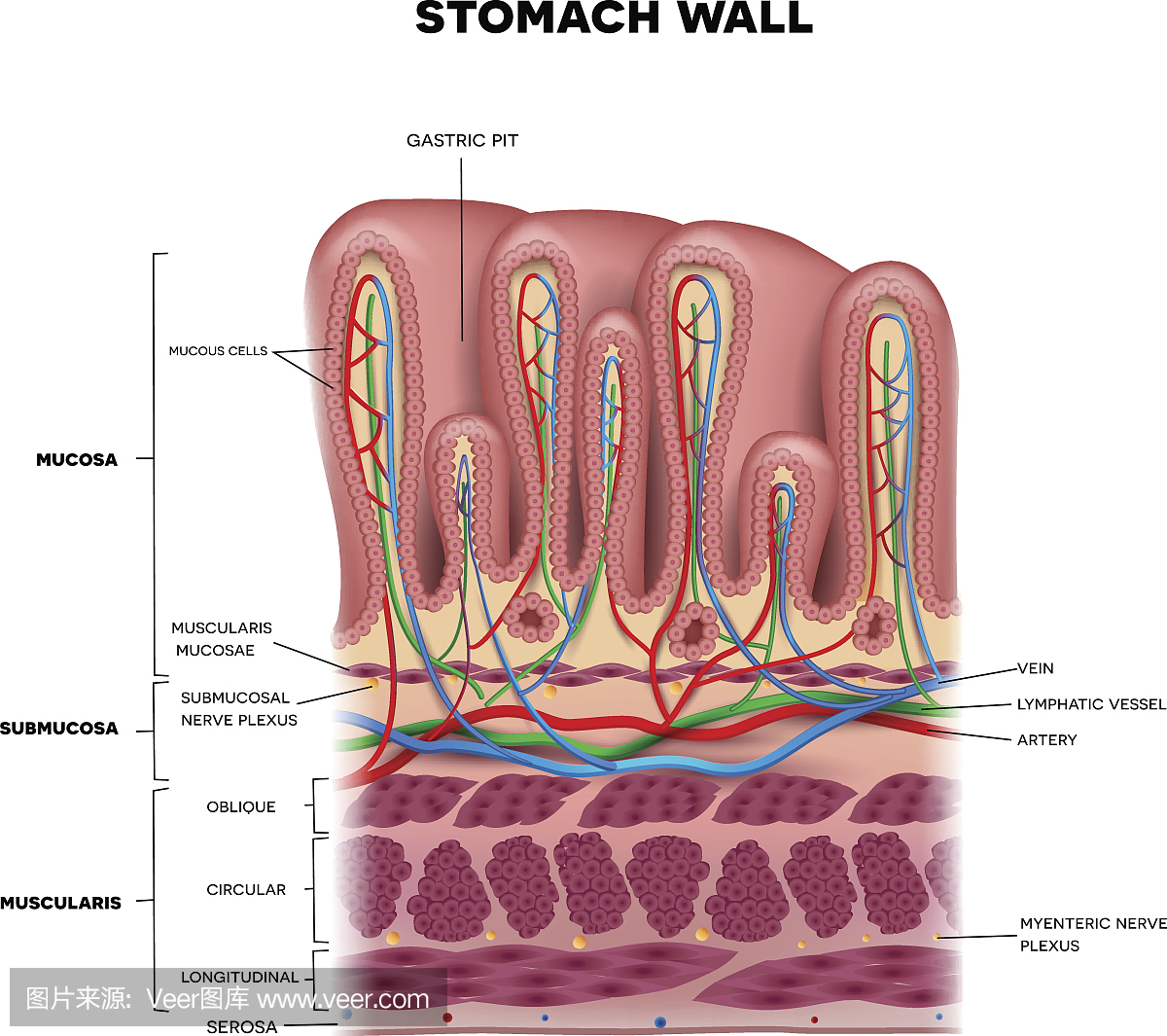 胃壁层详细解剖