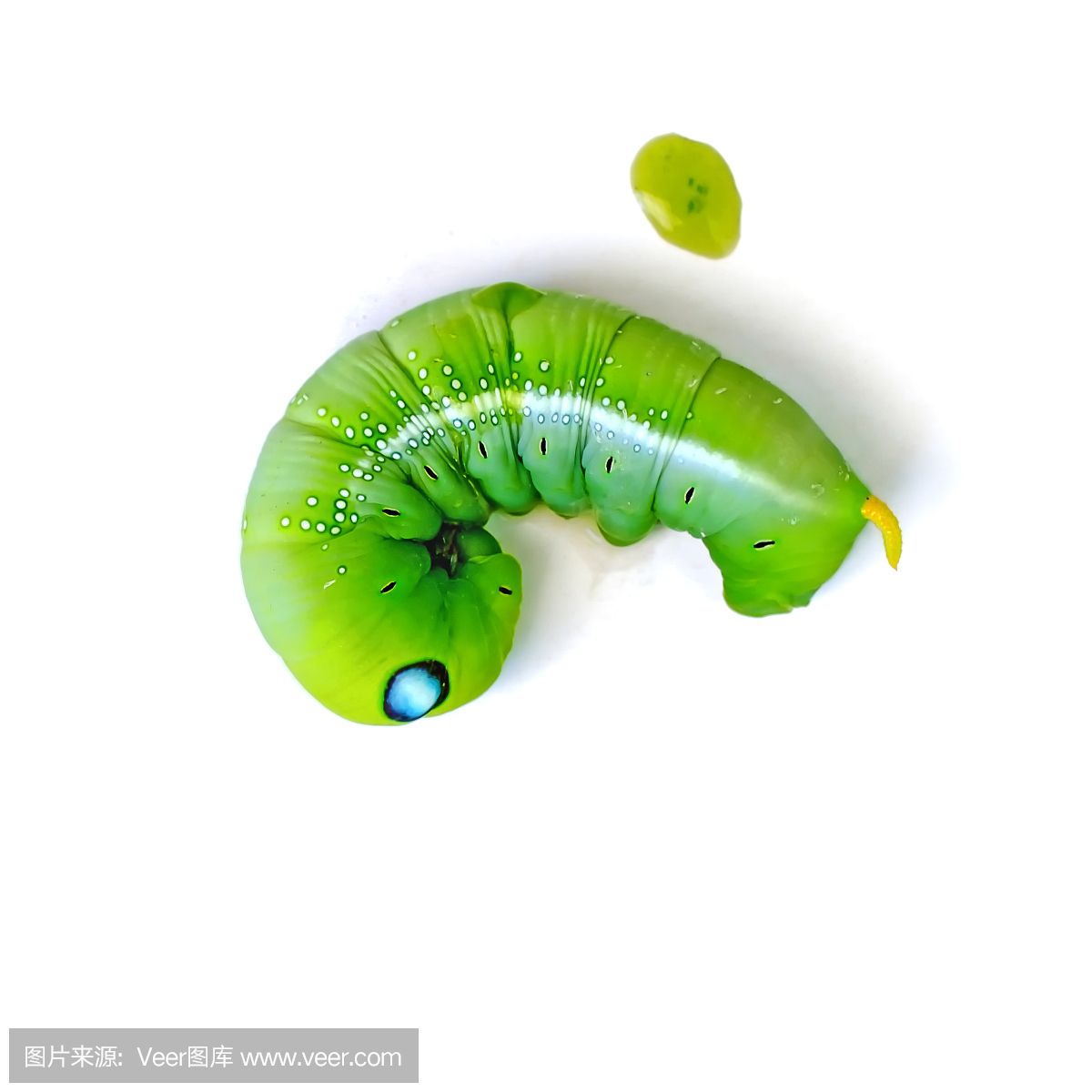 绿色蝴蝶蠕虫(叶吃毛虫)在白色背景上