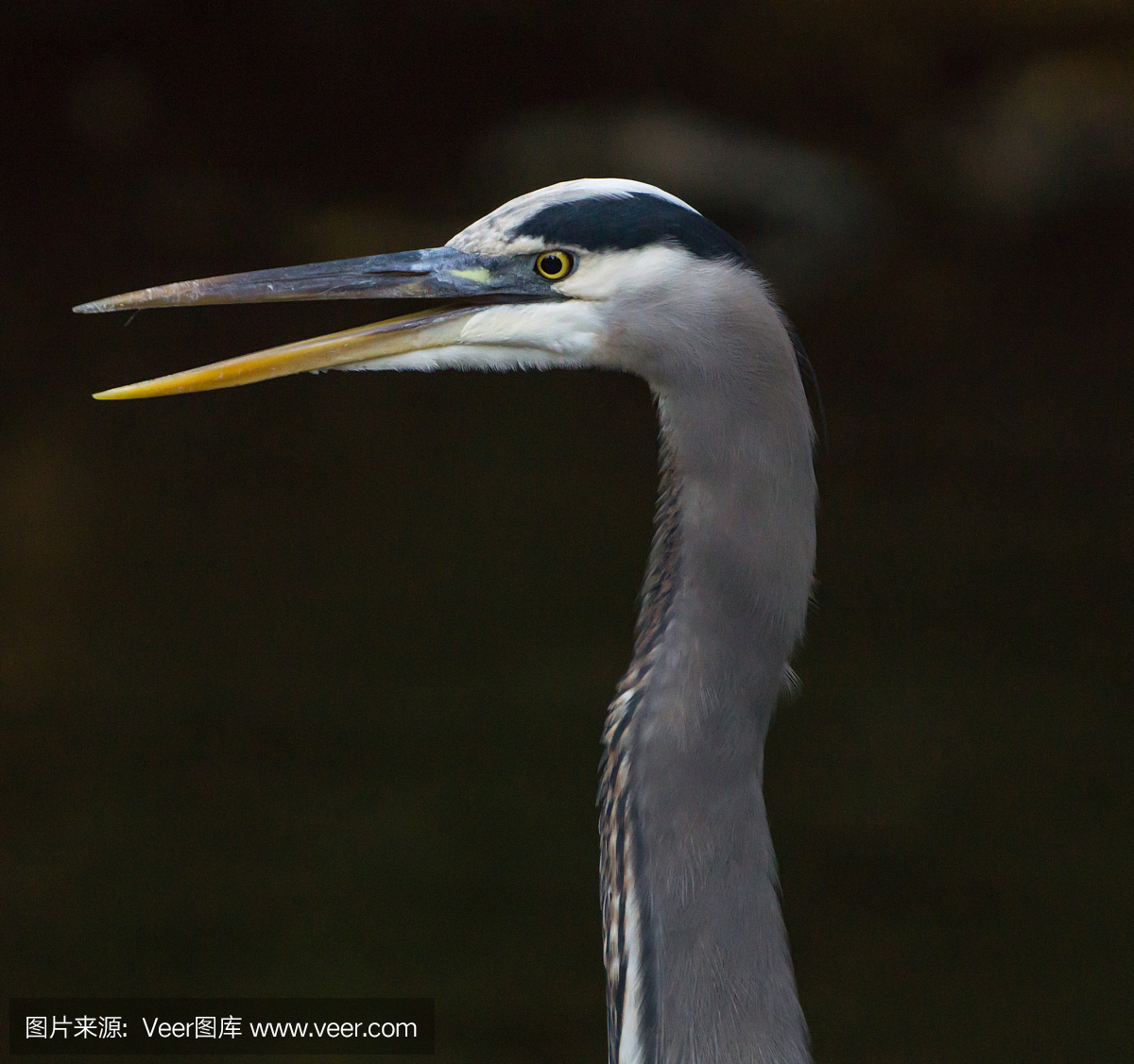 黄眼睛,动物主题,野生动物,灰色