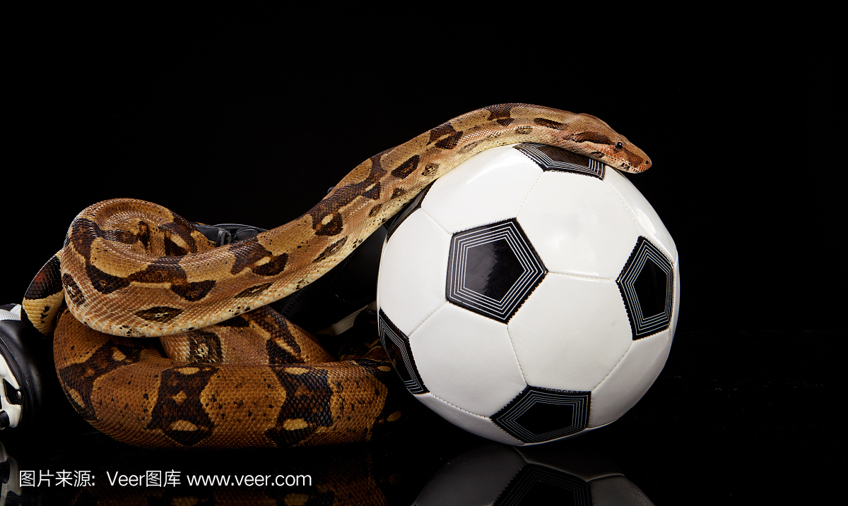 足球蛇