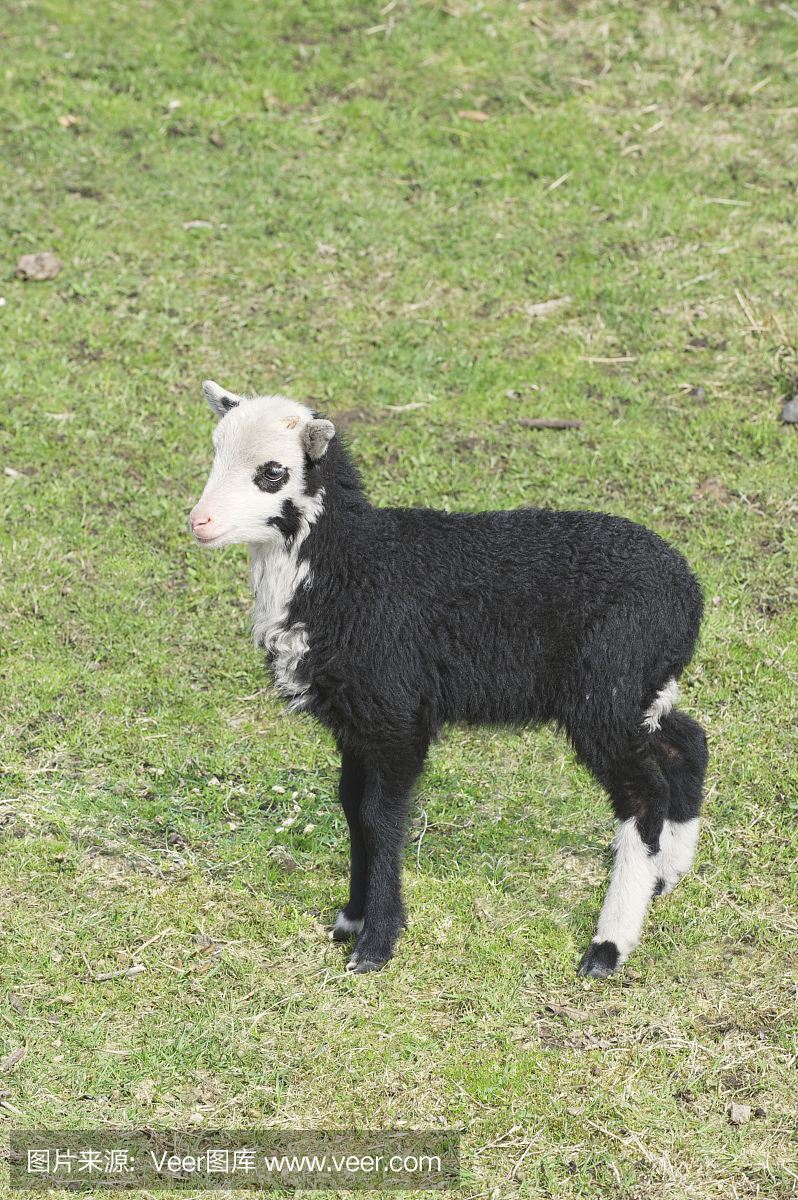 老挪威羊品种的三个月大的羊羔