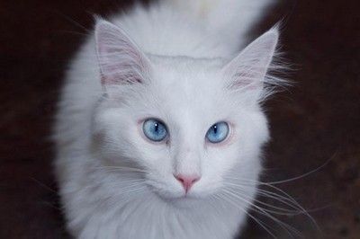 蓝眼睛猫咪图片图片