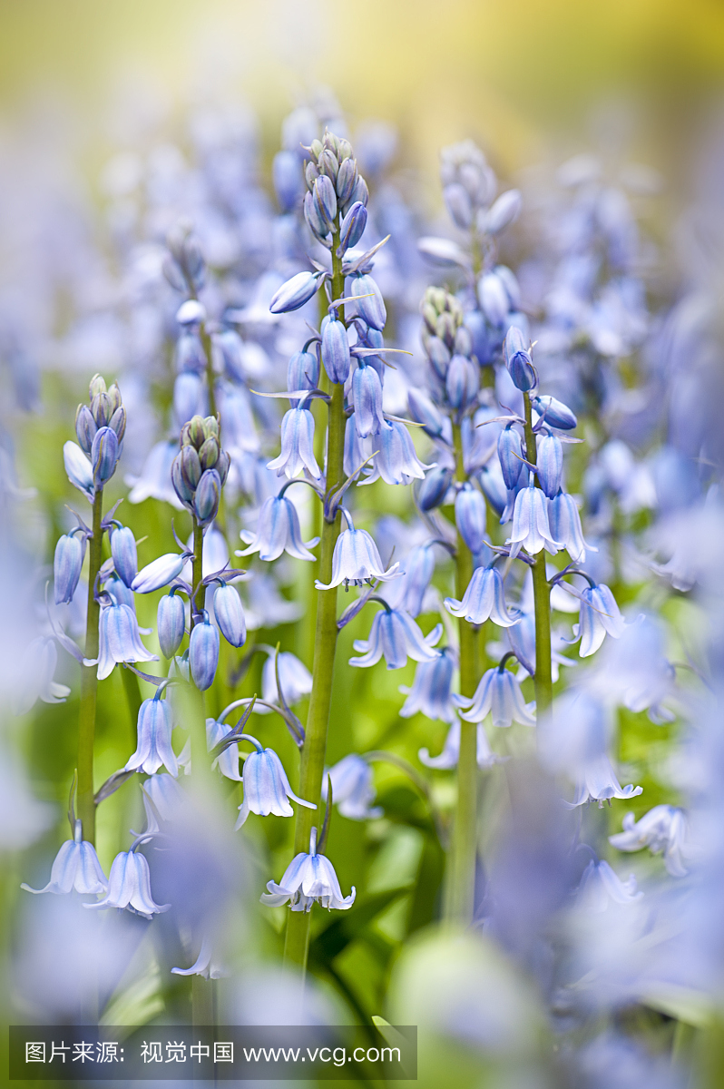 春天开花西班牙会开蓝色钟形花的花的特写镜头