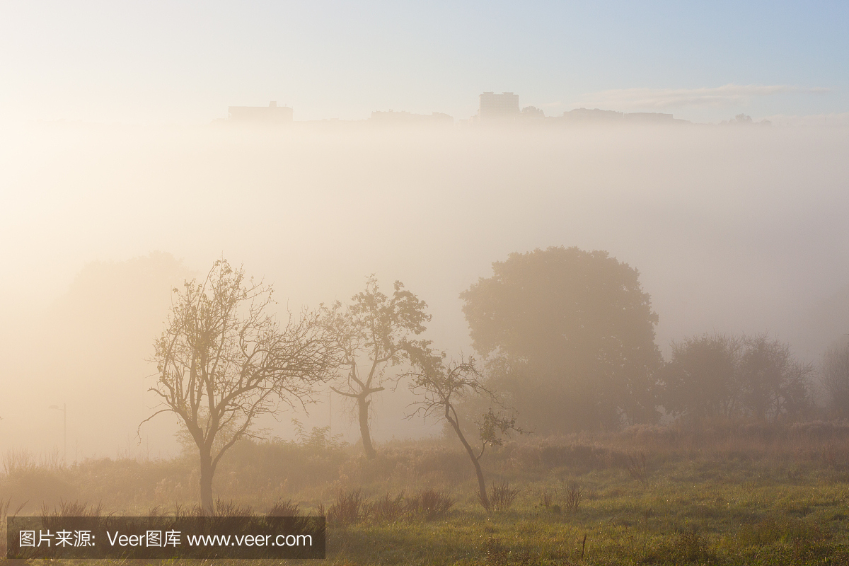 早晨雾中的树木和奥维多的剪影在背景中