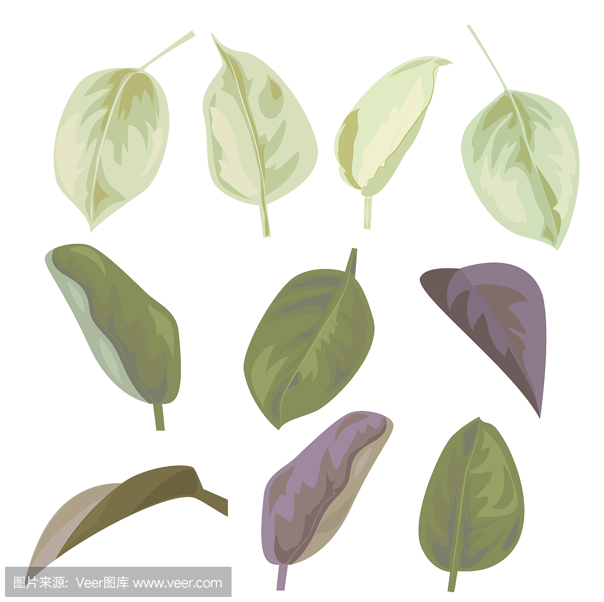 绿色(橄榄,紫色,棕色)简单叶子的集合。一套树