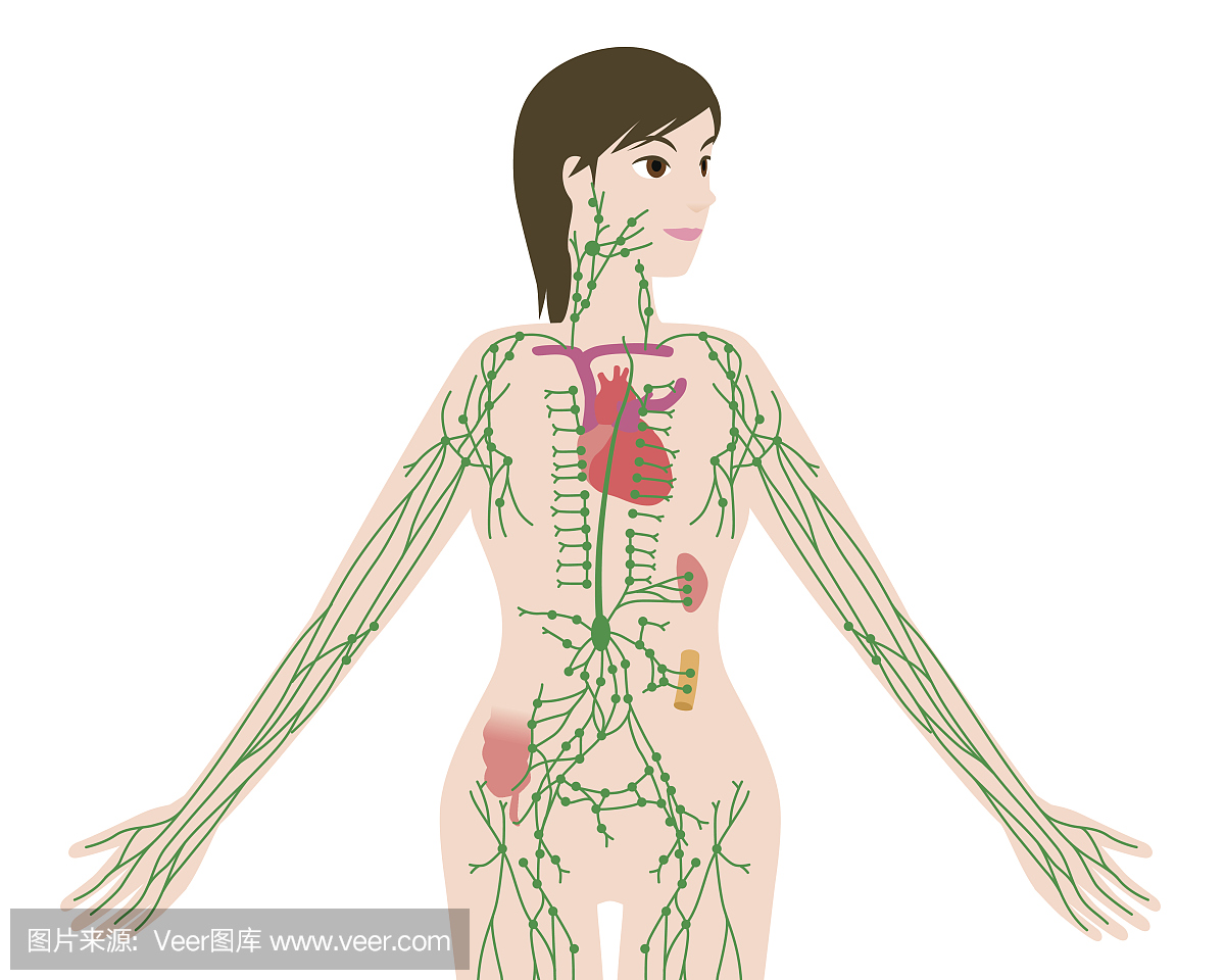 妇女的淋巴系统解剖图,矢量插图