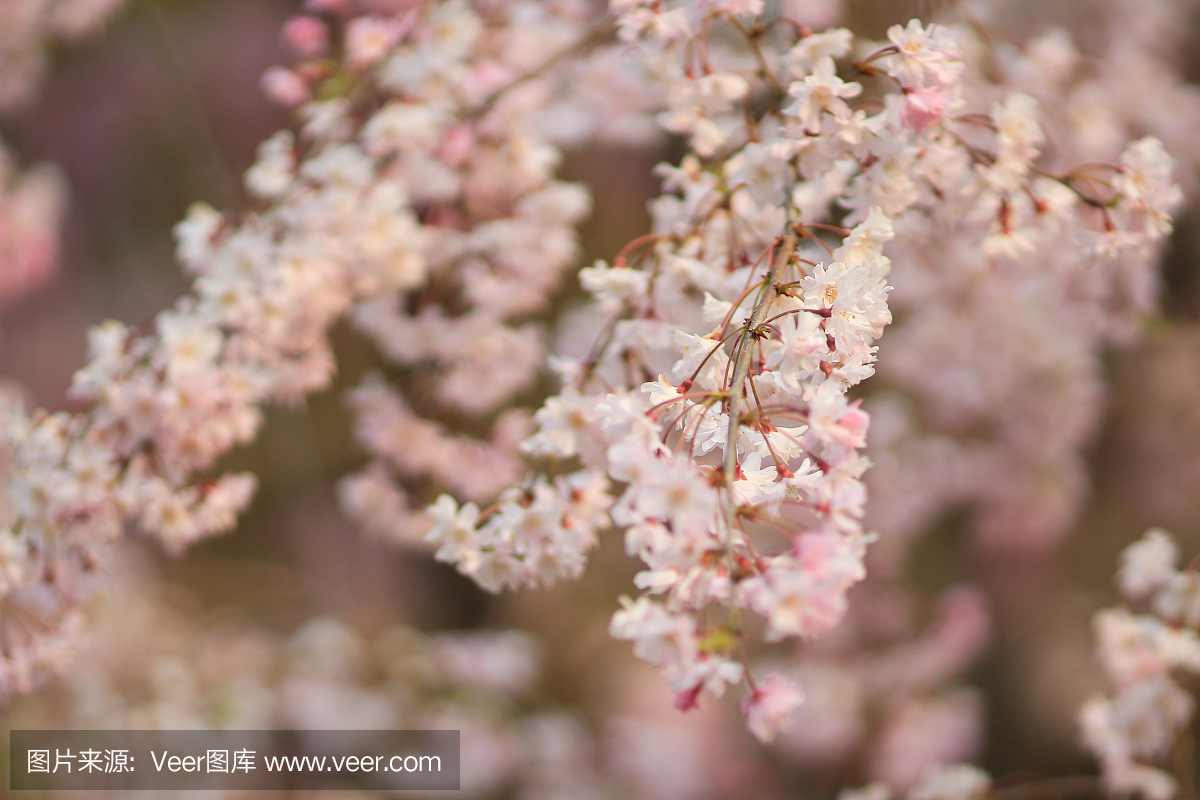美丽的樱花开花京都,日本