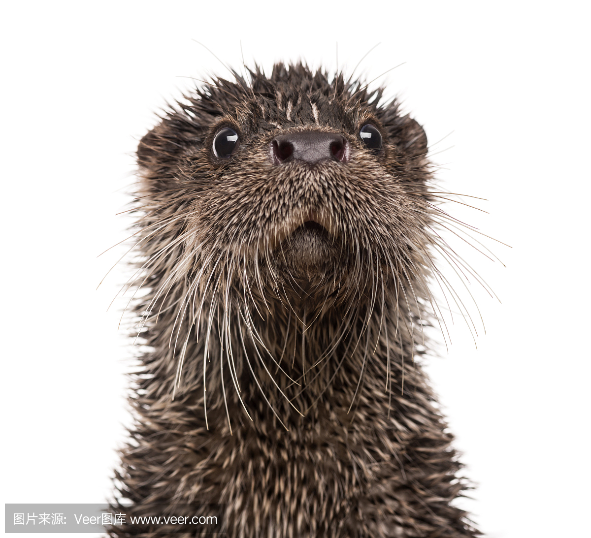 水獭,水濑属,水濑,欧洲水獭