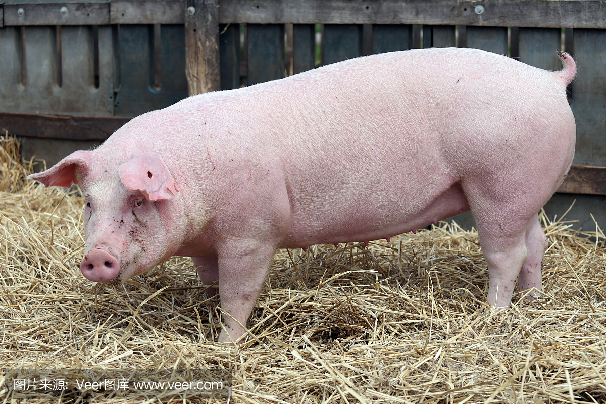 一头年轻的猪母猪在农村生物动物农场的特写