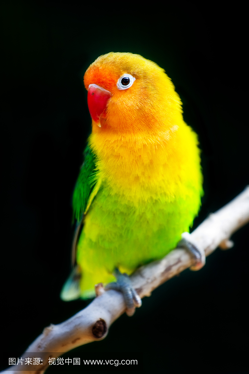 红牡丹鹦鹉,比利时,鹦鹉,垂直画幅