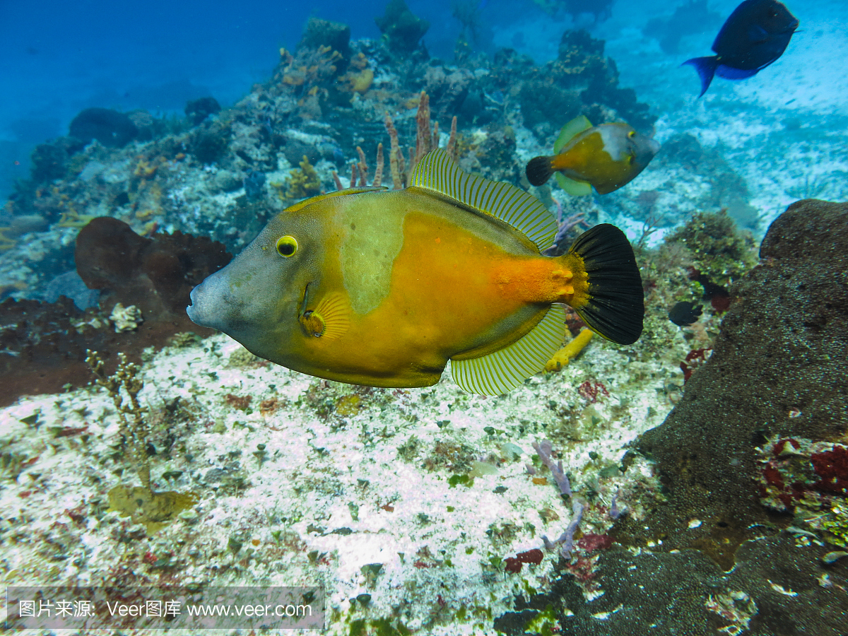 海洋生物和水下自然,鹦鹉鱼在马尔代夫