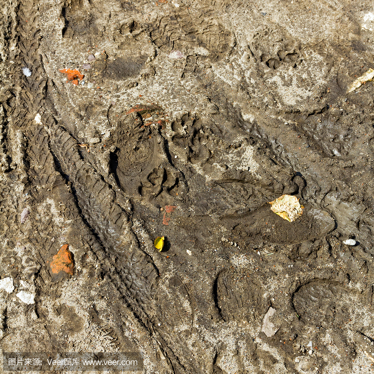 动物留下的痕迹,动物足迹,脚印,蹄印