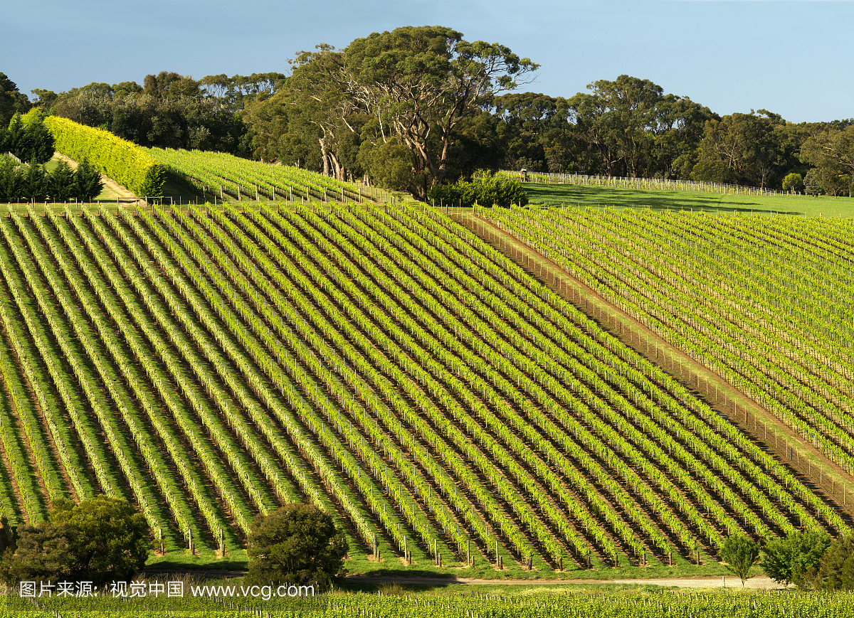 澳大利亚维多利亚州莫宁顿半岛的红山葡萄园