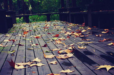 落叶中的唯美意境清新大图素材 - 碧云轩-qq家-75kb