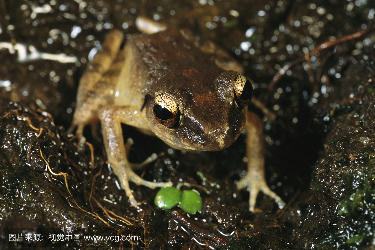 帕劳共和国一个青蛙在潮湿的地球上的近视图。