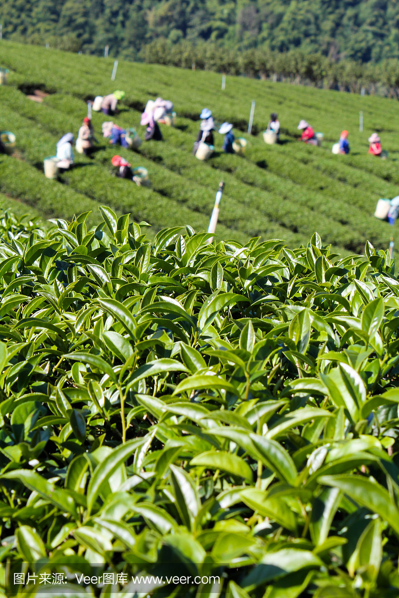 綠茶飄香 茶潤民意IM電競1(圖1)