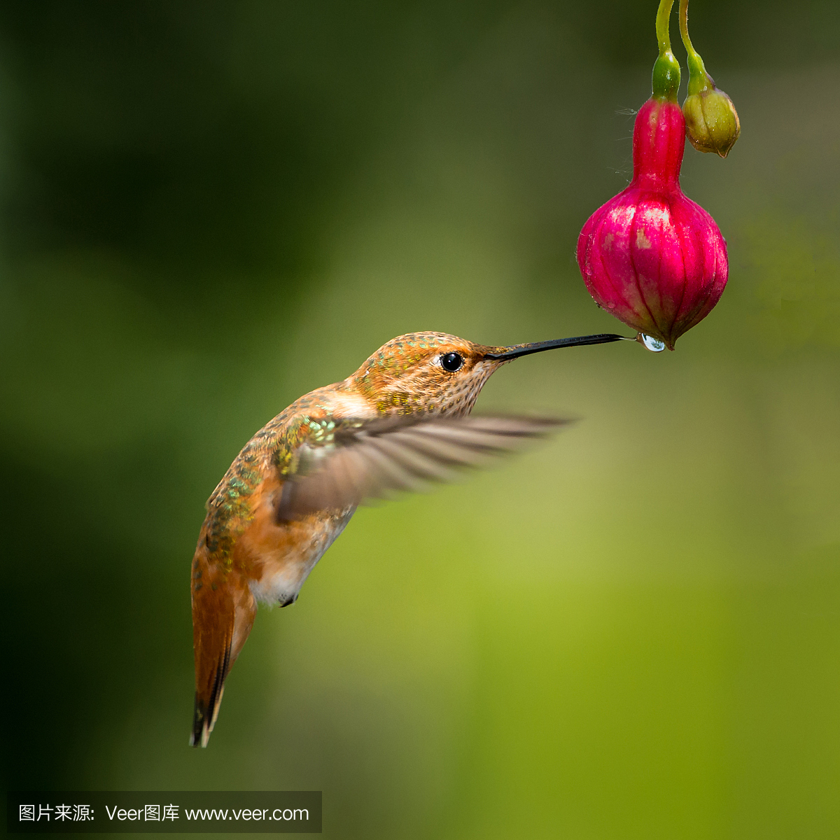 捷足先登,早起的鸟有食吃,先到先得,早到早得