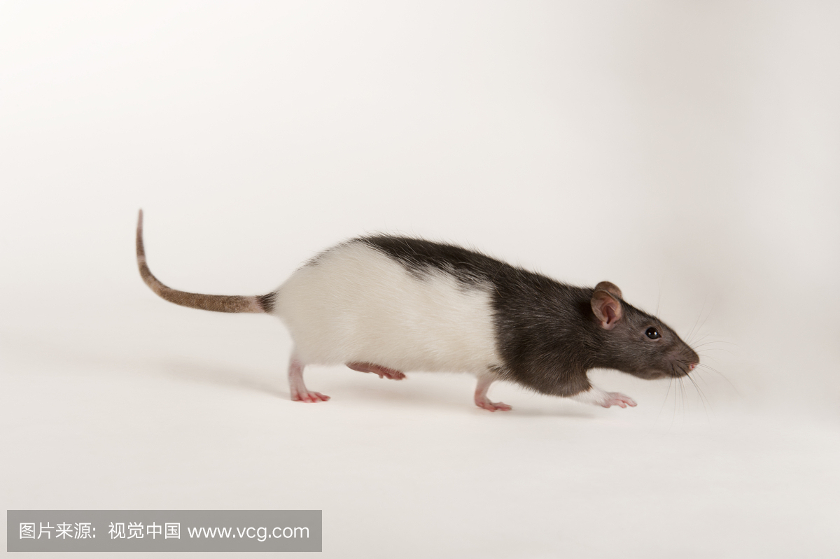 一只挪威老鼠的工作室肖像,Rattus norvegicus。