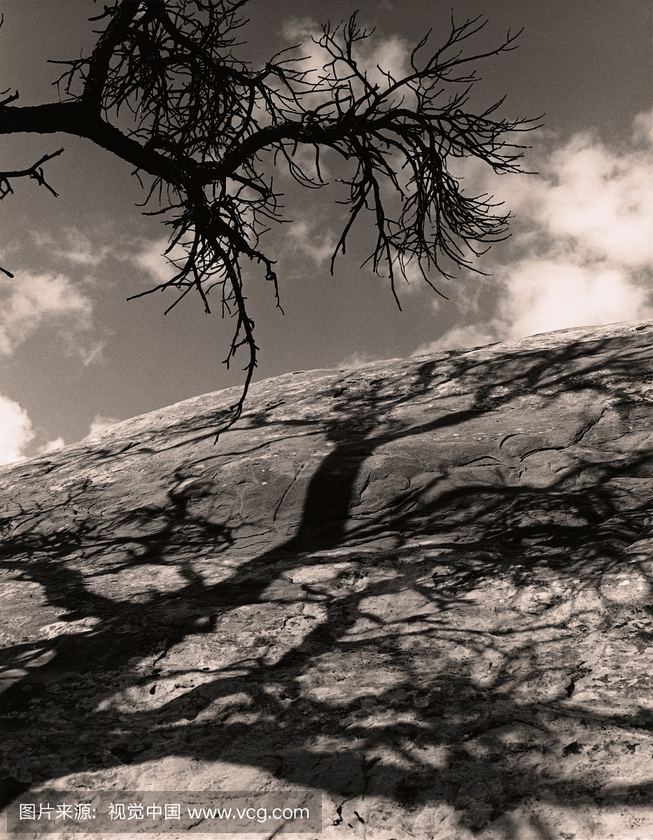 Tree Shadow on Rocks
