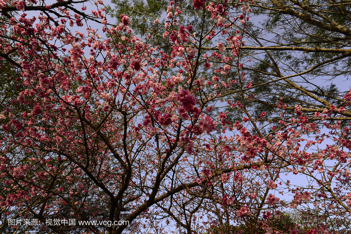 粉红色的樱桃树开花在高尔夫球场