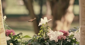 壁纸 花 桌面 300_159 gif 动态图 动图