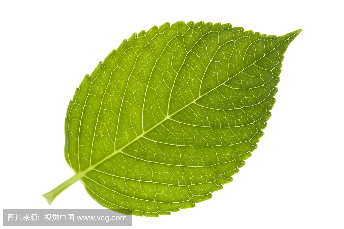 One leaf of a hydrangea