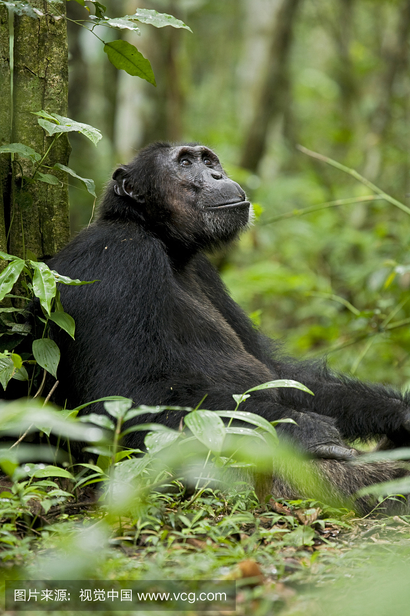 Ngogo Chimpanzee项目,乌干达基巴莱国家公园