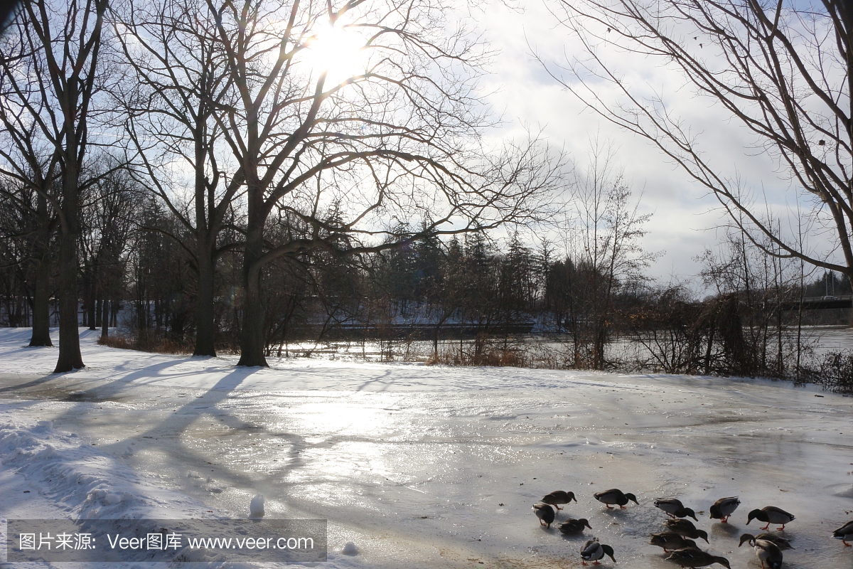 斯普林班克公园,伦敦安大略加拿大,在冬季的风