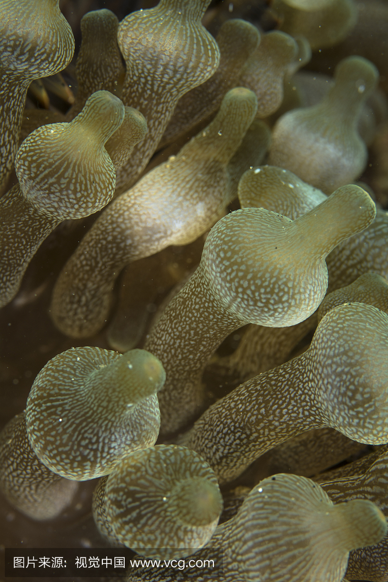 自然,海洋生命,垂直画幅,奶嘴海葵