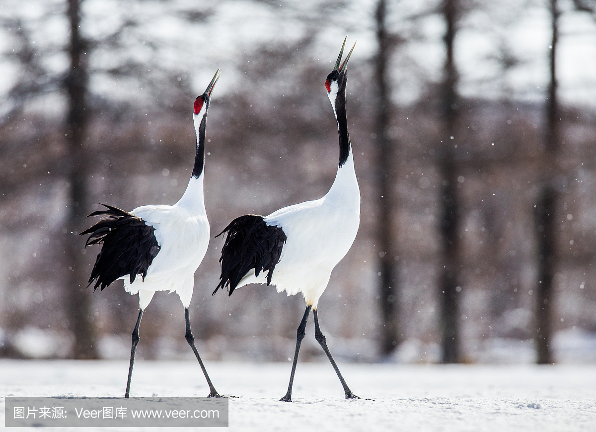 丹顶鹤,日本鹤,仙鹤,与摄影有关的场景