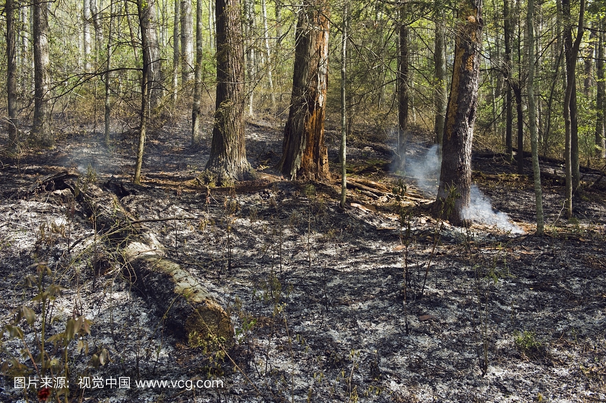 损坏的,美国南部,户外,森林火灾