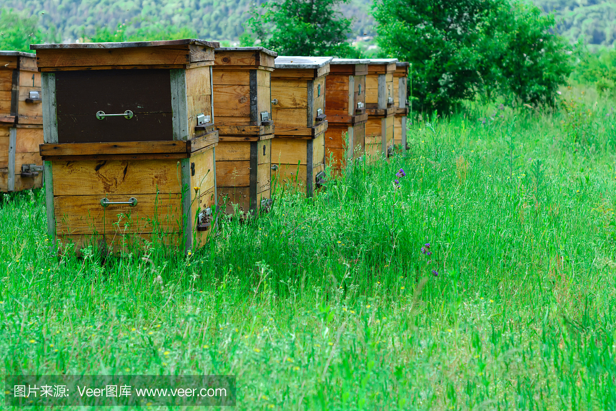 生产环保型蜂蜜的养蜂场。荨麻疹位于山区。山
