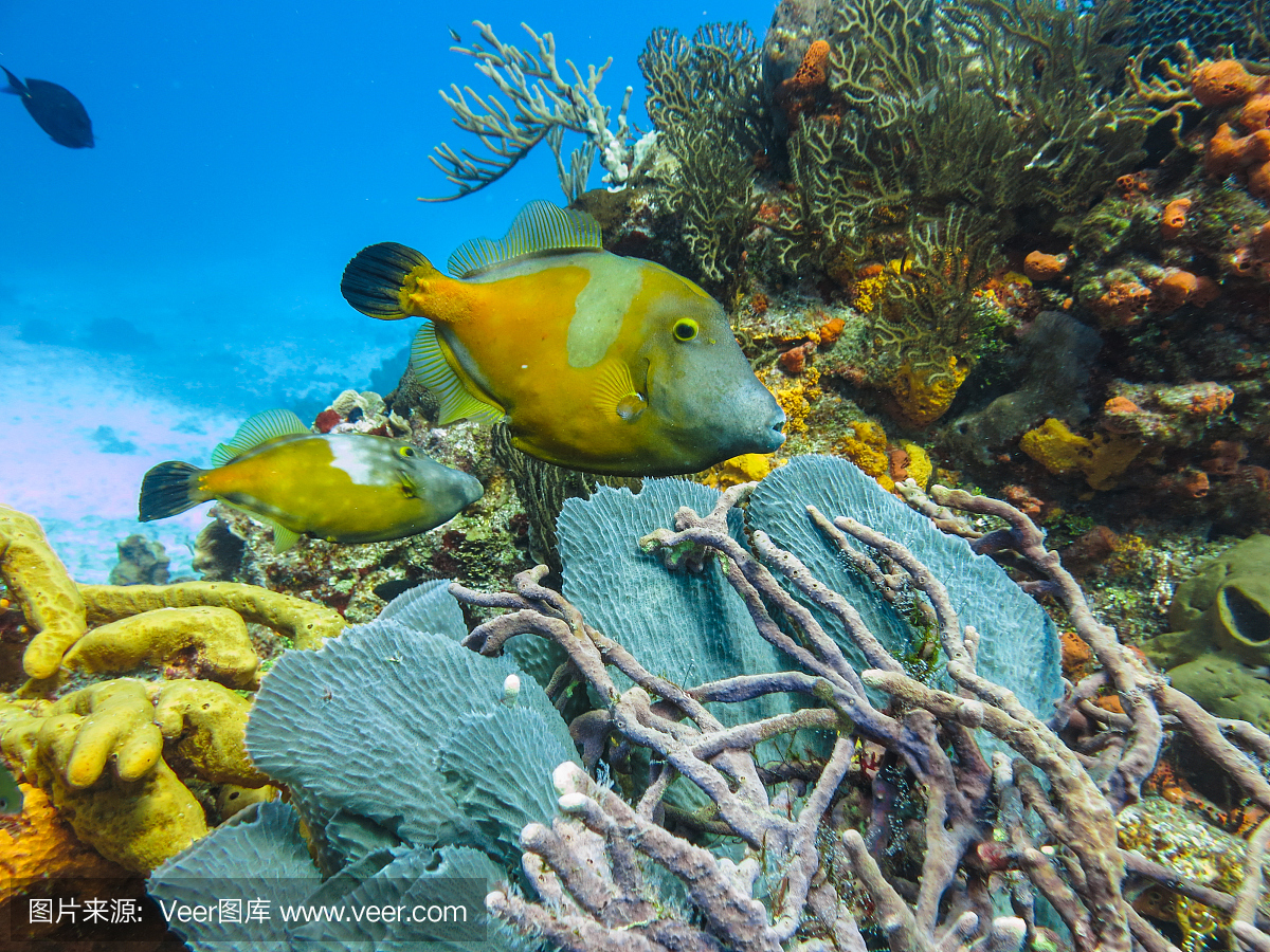 海洋生物和水下自然,鹦鹉鱼在马尔代夫