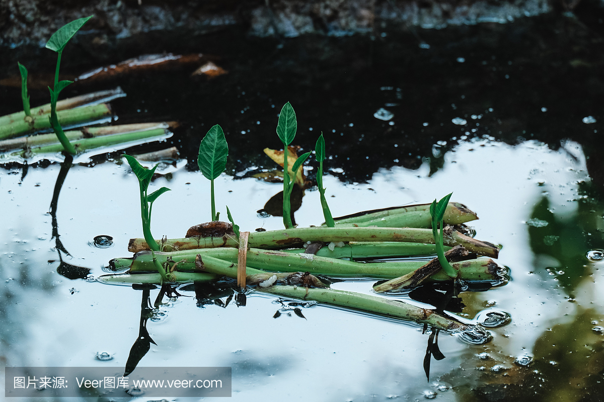 过时的,英文字母B,塑胶,泰国