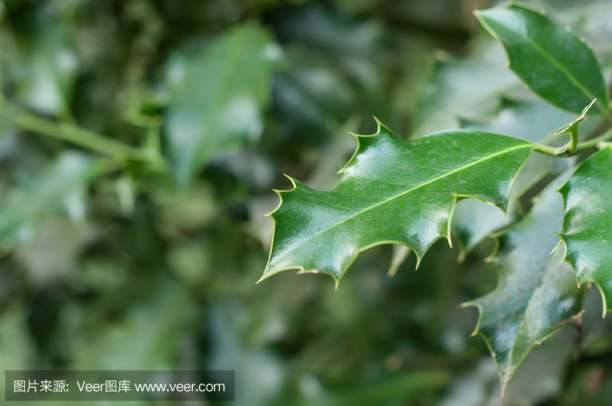 冬青树叶在公共花园里