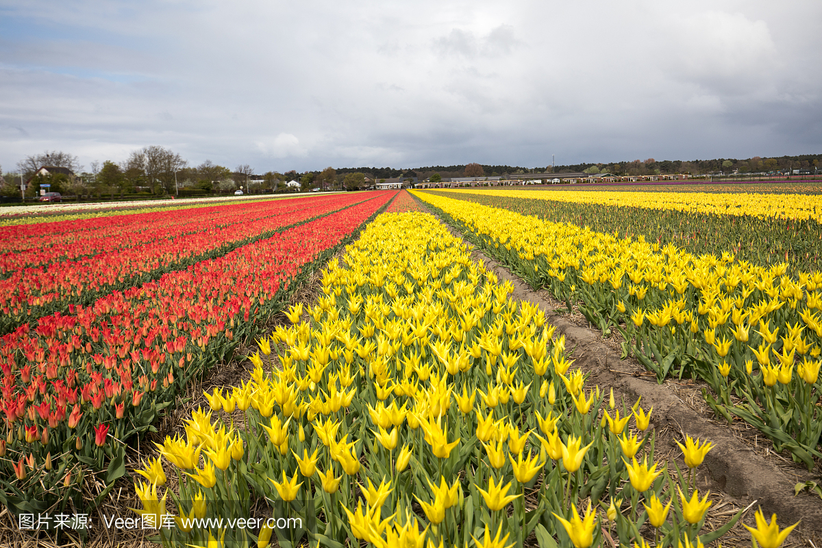 郁金香领域在荷兰南荷兰省Bollenstreek